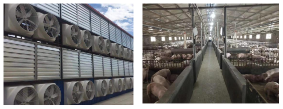 綠色養(yǎng)殖，惡臭驅散 —— 養(yǎng)豬場環(huán)保升級指南